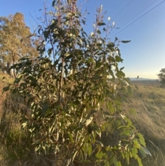 Eucalyptus pauciflora subsp. pauciflora at Hughes, ACT - 10 Sep 2023