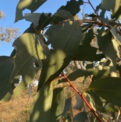 Eucalyptus pauciflora subsp. pauciflora at Hughes, ACT - 10 Sep 2023 05:13 PM