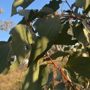 Eucalyptus pauciflora subsp. pauciflora at Hughes, ACT - 10 Sep 2023