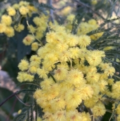 Acacia dealbata subsp. dealbata (Silver Wattle) at Federal Golf Course - 10 Sep 2023 by Tapirlord