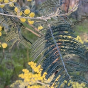 Acacia dealbata subsp. dealbata at Red Hill, ACT - 10 Sep 2023