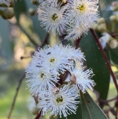 Eucalyptus dives (Broad-leaved Peppermint) at Federal Golf Course - 10 Sep 2023 by Tapirlord