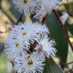 Eucalyptus dives at Red Hill, ACT - 10 Sep 2023