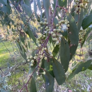 Eucalyptus dives at Red Hill, ACT - 10 Sep 2023