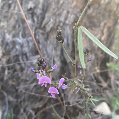 Glycine clandestina (Twining Glycine) at Red Hill, ACT - 10 Sep 2023 by Tapirlord