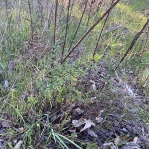 Cheilanthes sieberi subsp. sieberi at Red Hill, ACT - 10 Sep 2023