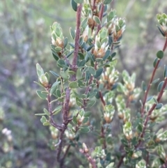 Brachyloma daphnoides (Daphne Heath) at Federal Golf Course - 10 Sep 2023 by Tapirlord