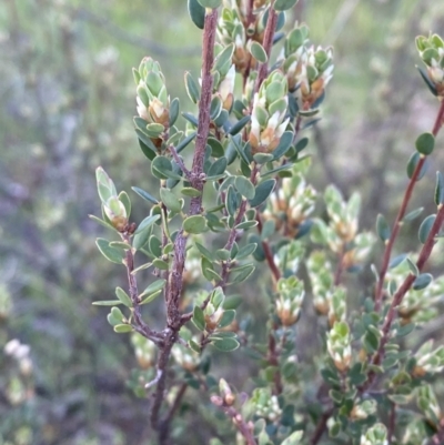 Brachyloma daphnoides (Daphne Heath) at Red Hill, ACT - 10 Sep 2023 by Tapirlord