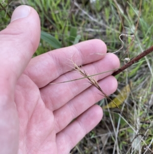 Aristida ramosa at Red Hill, ACT - 10 Sep 2023