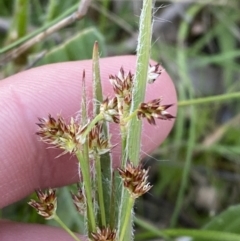 Luzula meridionalis at Federal Golf Course - 10 Sep 2023