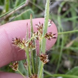 Luzula meridionalis at Federal Golf Course - 10 Sep 2023