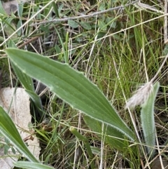 Plantago varia (Native Plaintain) at Red Hill, ACT - 10 Sep 2023 by Tapirlord