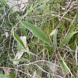 Plantago varia at Red Hill, ACT - 10 Sep 2023 04:57 PM