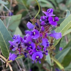 Hardenbergia violacea (False Sarsaparilla) at Federal Golf Course - 10 Sep 2023 by Tapirlord