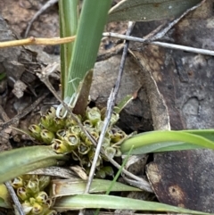 Lomandra bracteata (Small Matrush) at Federal Golf Course - 10 Sep 2023 by Tapirlord