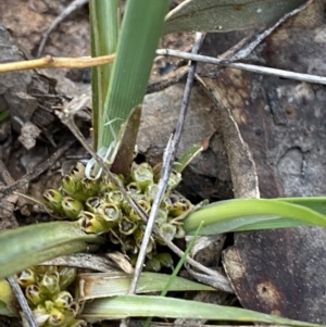 Lomandra bracteata at Red Hill, ACT - 10 Sep 2023 04:56 PM