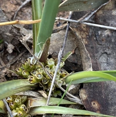 Lomandra bracteata (Small Matrush) at Federal Golf Course - 10 Sep 2023 by Tapirlord