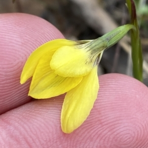 Diuris chryseopsis at Belconnen, ACT - suppressed