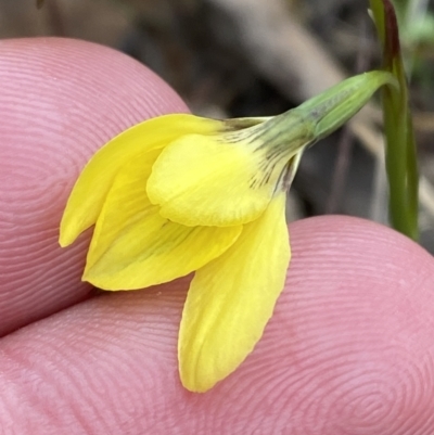 Diuris chryseopsis (Golden Moth) at Mount Painter - 9 Sep 2023 by Tapirlord