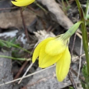 Diuris chryseopsis at Belconnen, ACT - suppressed