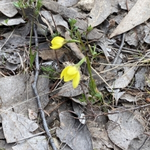 Diuris chryseopsis at Belconnen, ACT - suppressed