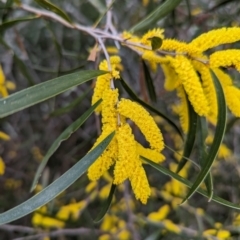 Acacia sp. at Williams, WA - 9 Sep 2023 by HelenCross