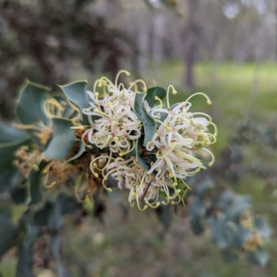 Hakea prostrata (Harsh Hakea) at Williams, WA - 10 Sep 2023 by HelenCross