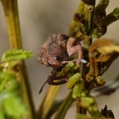 Gonipterus scutellatus (Eucalyptus snout beetle, gum tree weevil) at Bungendore, NSW - 3 Jul 2023 by RobG1