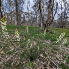 Stackhousia monogyna (Creamy Candles) at Williams, WA - 10 Sep 2023 by HelenCross