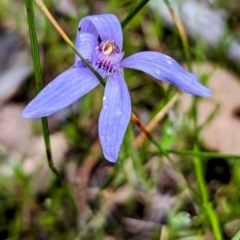 Pheladenia deformis (Blue Fairies) at Williams, WA - 10 Sep 2023 by HelenCross