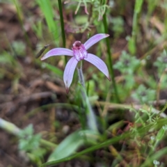 Unidentified Orchid at Williams, WA - 10 Sep 2023 by HelenCross