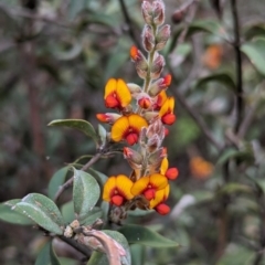 Gastrolobium calycinum (York Road Poison) at Williams, WA - 9 Sep 2023 by HelenCross