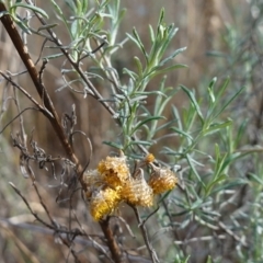 Chrysocephalum semipapposum (Clustered Everlasting) at Bungendore, NSW - 3 Jul 2023 by RobG1