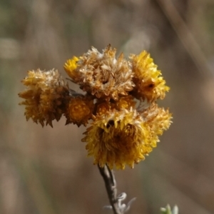 Chrysocephalum semipapposum at Bungendore, NSW - 3 Jul 2023