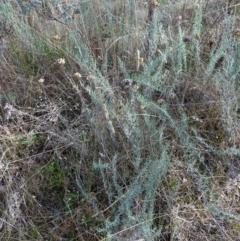 Chrysocephalum semipapposum at Bungendore, NSW - 3 Jul 2023