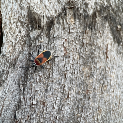 Dindymus versicolor (Harlequin Bug) at Ainslie, ACT - 12 Sep 2023 by Hejor1