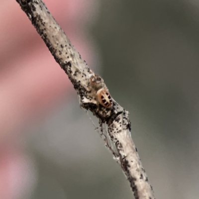 Opisthoncus sexmaculatus (Six-marked jumping spider) at Ainslie, ACT - 12 Sep 2023 by Hejor1