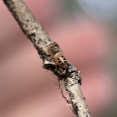 Opisthoncus sexmaculatus at Ainslie, ACT - 12 Sep 2023