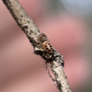 Opisthoncus sexmaculatus at Ainslie, ACT - 12 Sep 2023