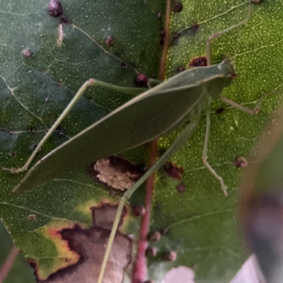 Torbia viridissima (Gum Leaf Katydid) at Ainslie, ACT - 12 Sep 2023 by Hejor1