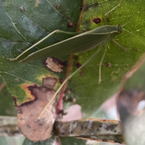 Torbia viridissima at Ainslie, ACT - 12 Sep 2023 05:51 PM