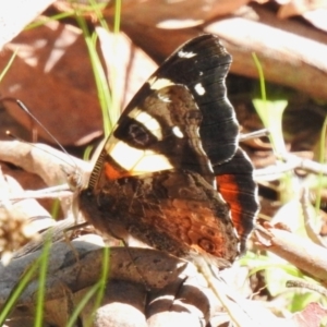 Vanessa itea at Paddys River, ACT - 13 Sep 2023