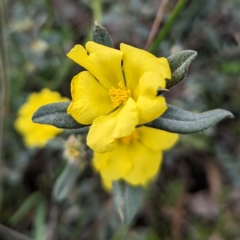 Hibbertia commutata at Williams, WA - 10 Sep 2023 by HelenCross