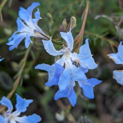 Lechenaultia biloba (Blue Lechenaultia) at Williams, WA - 10 Sep 2023 by HelenCross