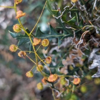 Unidentified Other Wildflower or Herb at Williams, WA - 10 Sep 2023 by HelenCross