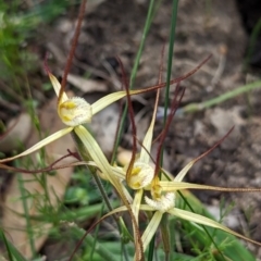 Caladenia xantha (Primrose Spider Orchid) at Williams, WA - 10 Sep 2023 by HelenCross