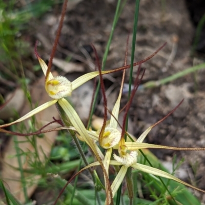 Caladenia xantha (Primrose Spider Orchid) at Williams, WA - 10 Sep 2023 by HelenCross