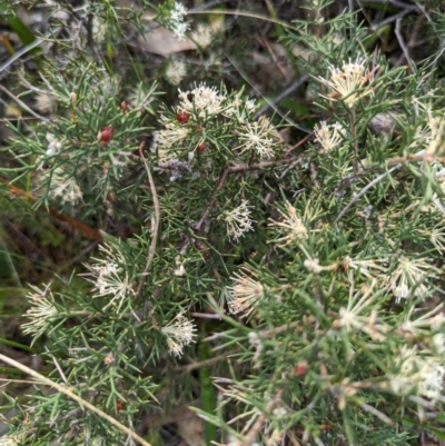 Hakea lissocarpha (Honey Bush) at Williams, WA - 10 Sep 2023 by HelenCross