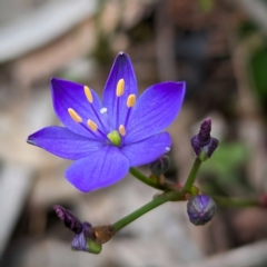 Chamaescilla corymbosa (Blue Stars) at Williams, WA - 10 Sep 2023 by HelenCross