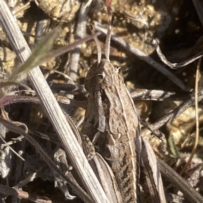 Perunga ochracea (Perunga grasshopper, Cross-dressing Grasshopper) at Molonglo, ACT - 13 Sep 2023 by Steve_Bok